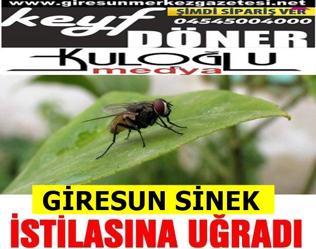  Giresun'da Sivrisinek ve Karasinek