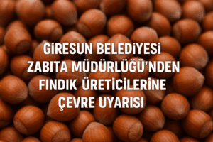 Giresun Belediyesi  fındık hasadı