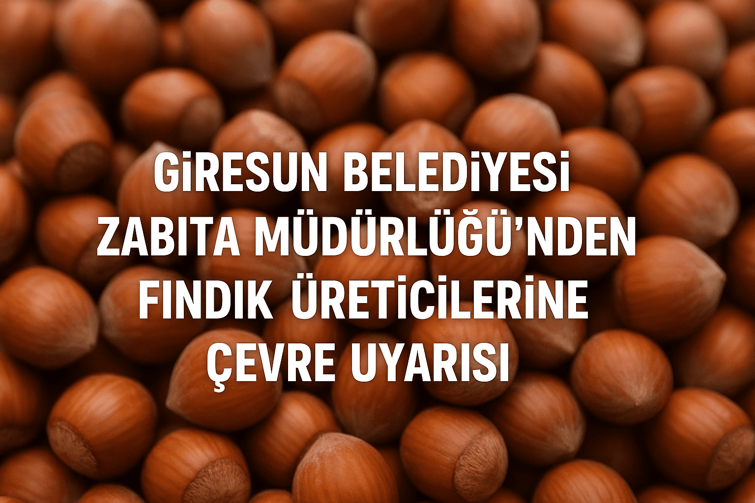 Giresun Belediyesi  fındık hasadı