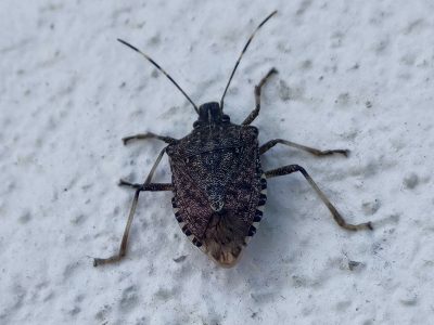 Halil Çetin kahverengi kokarcaya