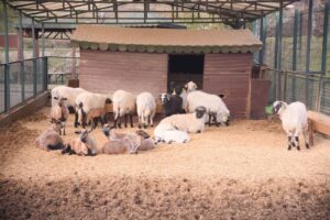 Giresun Belediyesi Hayvanat Bahçesi
