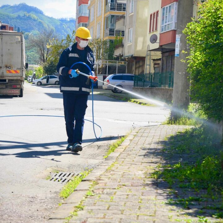 GİRESUN BELEDİYESİ FINDIK ÜRETİMİNİ TEHDİT EDEN KOKARCA İLE MÜCADELEYE BAŞLADI